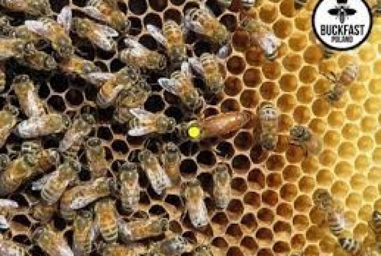 Odkłady pszczele 10 ramkowe